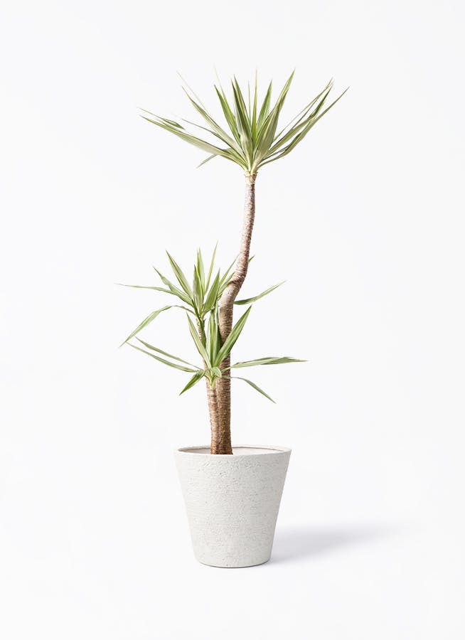 ユッカ（青年の木） | 観葉植物通販HitoHana（ひとはな）