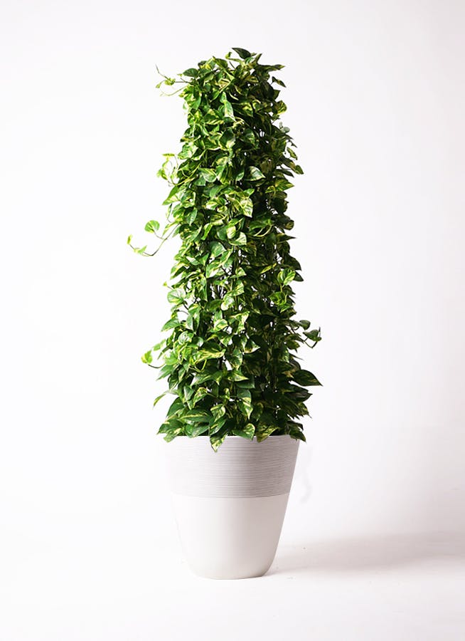 ポトス ノーマル | 観葉植物 | インテリアやギフトに - Hitohana（ひと