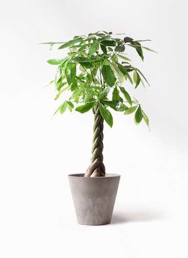 岡山に贈る観葉植物の通販 Hitohana ひとはな 岡山に贈る観葉植物の通販 Hitohana ひとはな