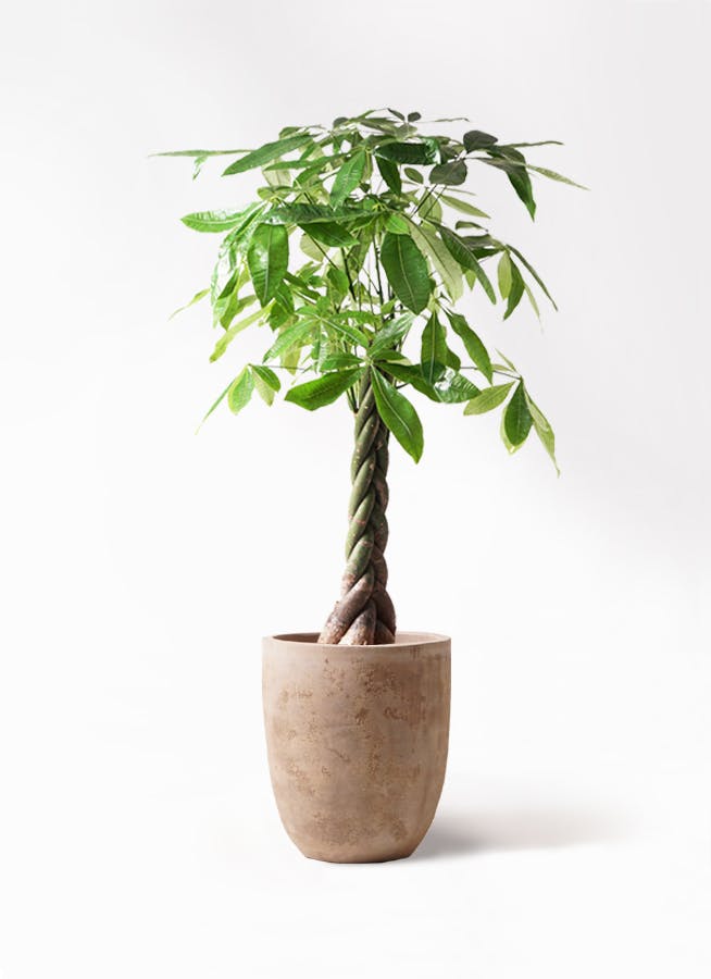 パキラ 8号 | 観葉植物の通販ならHitoHana（ひとはな）