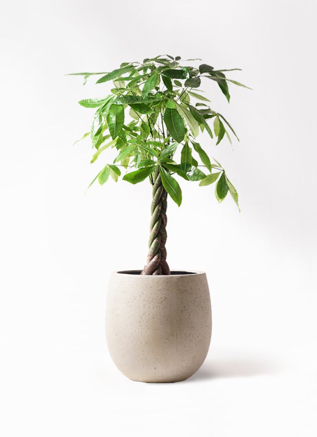 観葉植物 パキラ 8号 ねじり テラニアス バルーン アンティーク