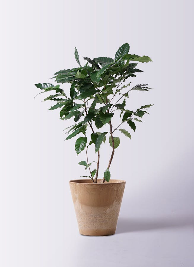 コーヒーの木 8号 | 観葉植物 | 送料無料でお届け - Hitohana