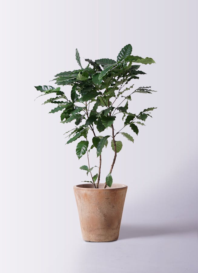 【大型】コーヒーの木・8号鉢・クリスマスプレゼントに最適 大型】コーヒーの木・8号鉢・クリスマスプレゼントに最適