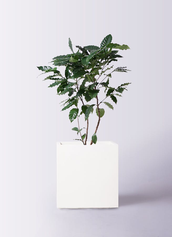 コーヒーの木 約140 cm 8号鉢 コーヒーの木 8号 | 観葉植物 | 送料無料でお届け - Hitohana
