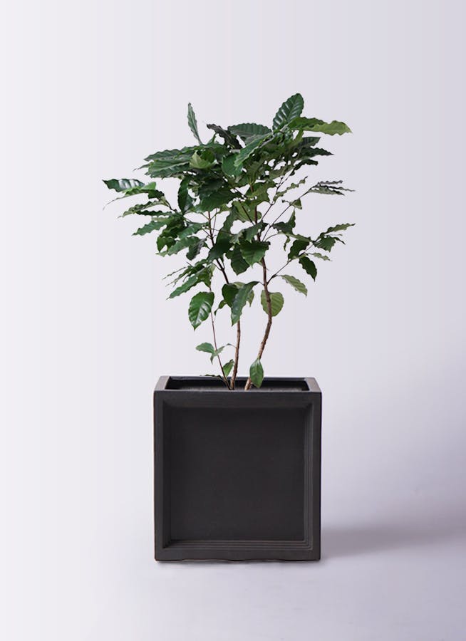 jun　コーヒーの木 コーヒーの木 L | 観葉植物の通販 AND PLANTS (アンドプランツ)