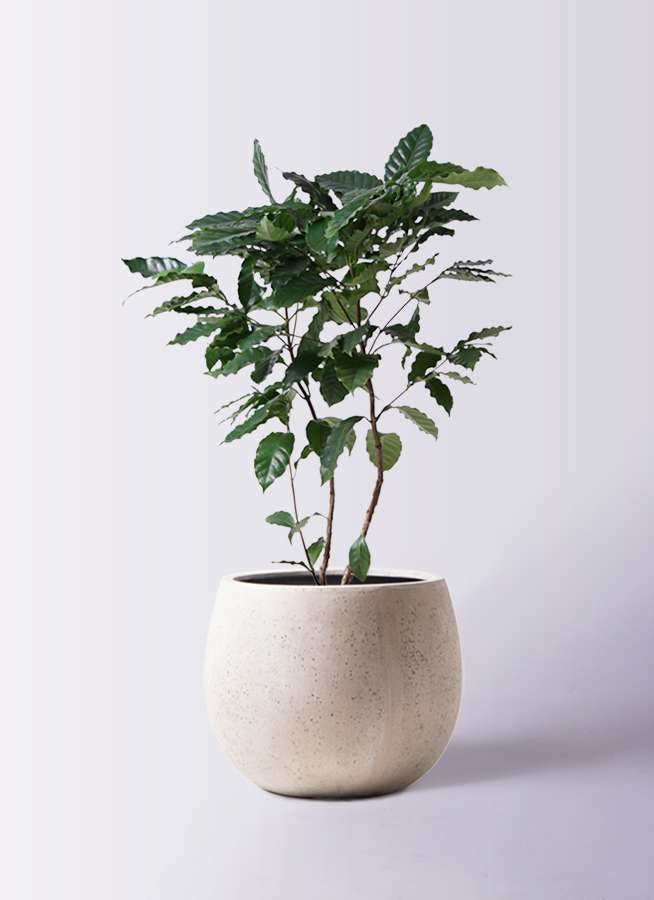 観葉植物 コーヒーの木 8号 テラニアス ローバルーン アンティークホワイト 付き