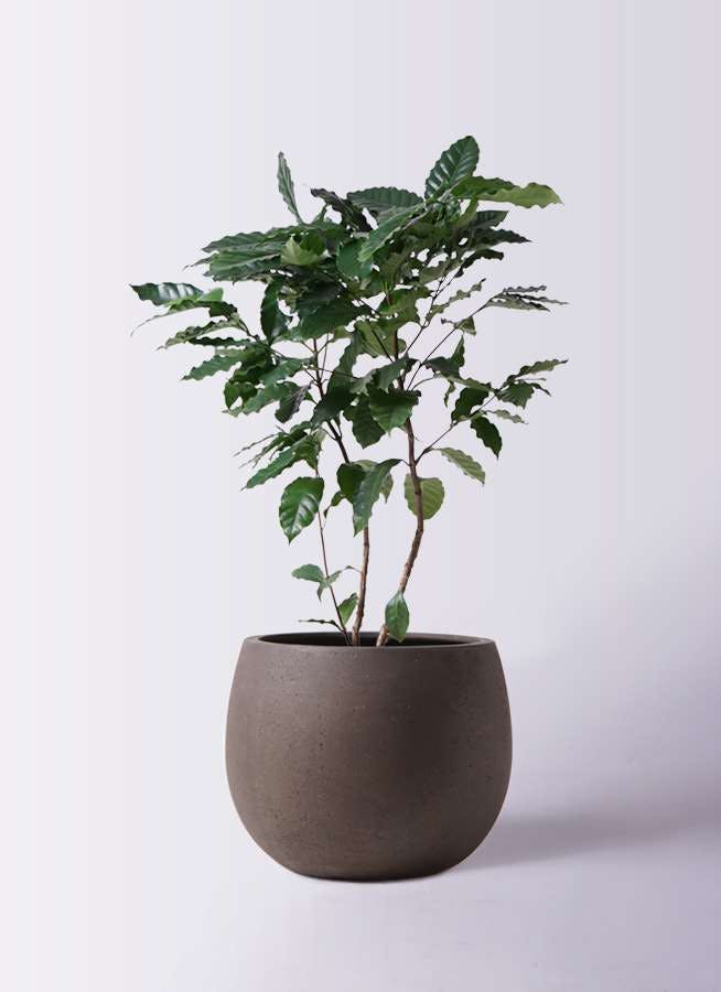 観葉植物 コーヒーの木 8号 テラニアス ローバルーン アンティークブラウン 付き