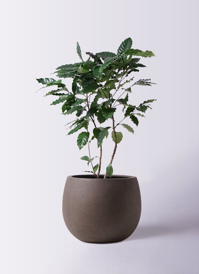 観葉植物 コーヒーの木 8号 テラニアス ローバルーン アンティーク