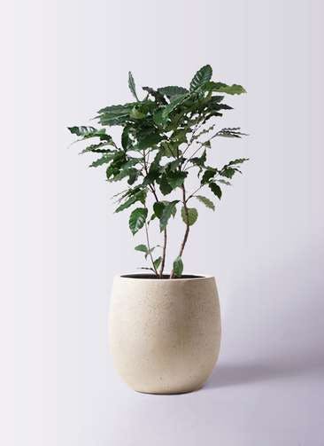 観葉植物 コーヒーの木 8号 テラニアス バルーン アンティークホワイト 付き