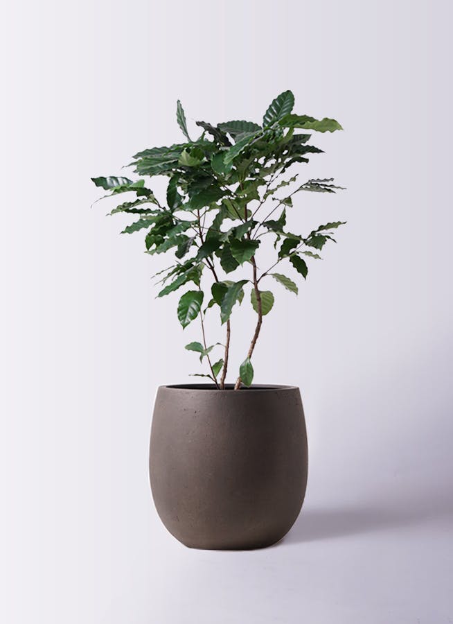 コーヒーの木 約140 cm 8号鉢 コーヒーの木 8号 | 観葉植物 | 送料無料でお届け - Hitohana