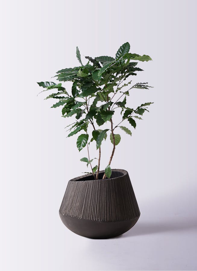 コーヒーの木 約140 cm 8号鉢 コーヒーの木 8号 | 観葉植物 | 送料無料でお届け - Hitohana