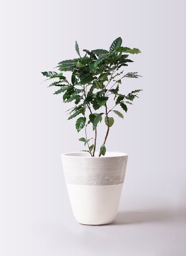 コーヒーの木 8号 | 観葉植物 | 送料無料でお届け - Hitohana（ひとはな）