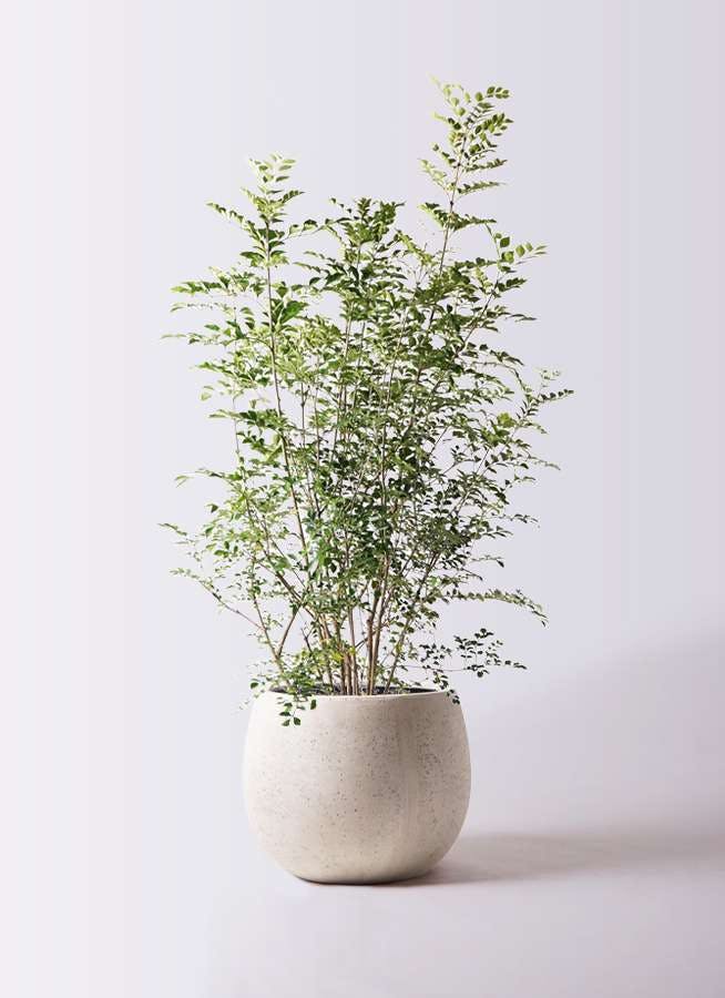 観葉植物 シマトネリコ 8号 テラニアス ローバルーン アンティークホワイト 付き