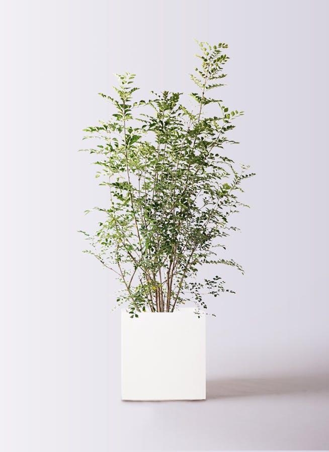 パキラの実　33個 観葉植物:パキラ | 商品一覧 | 園芸ネット
