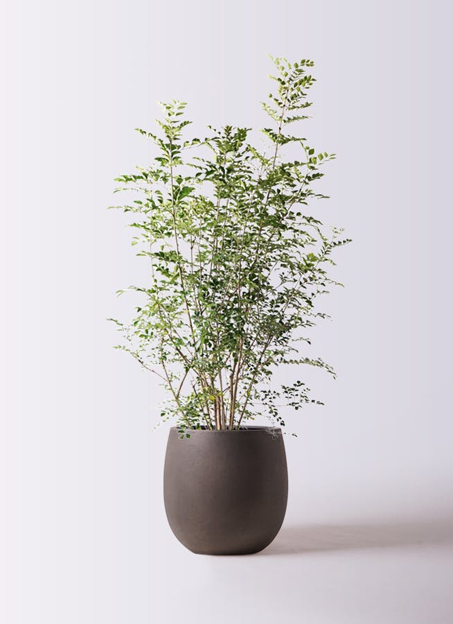 シマトネリコ 8号 | 観葉植物 | 送料無料でお届け - Hitohana