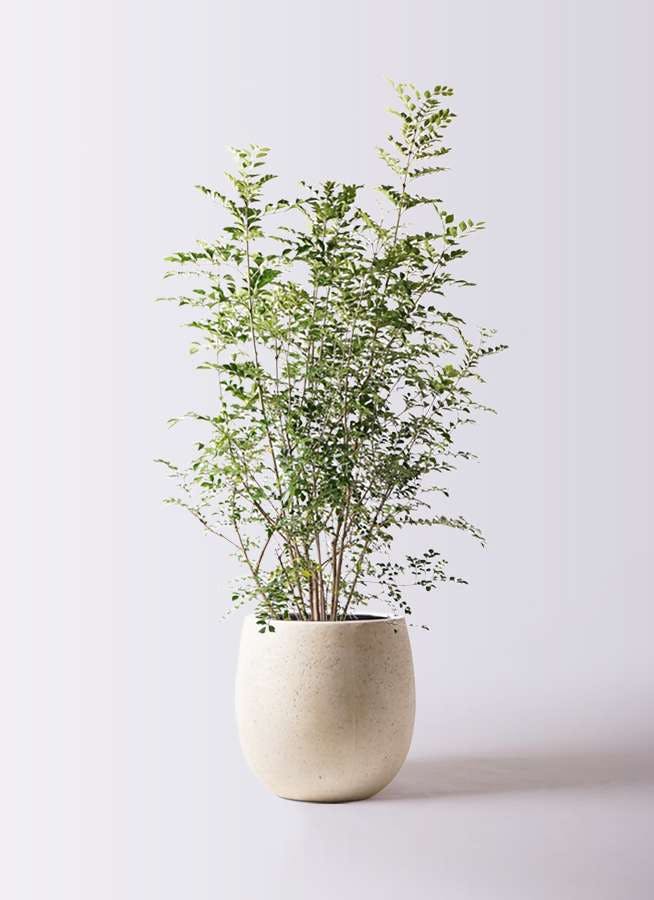 観葉植物 シマトネリコ 8号 テラニアス バルーン アンティークホワイト 付き