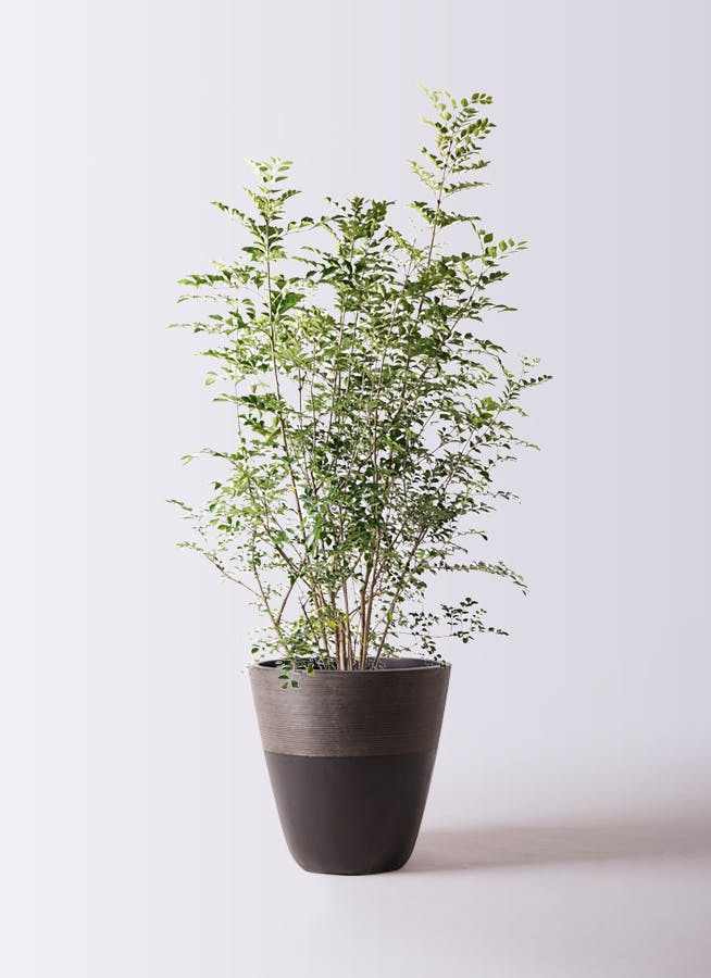 シマトネリコ 8号 | 観葉植物 | 送料無料でお届け - Hitohana（ひとはな）