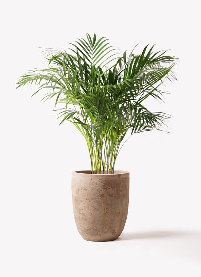 【超歓迎】 アレカヤシ 8号 | 観葉植物 | インテリアやギフトに - Hitohana その他観葉植物