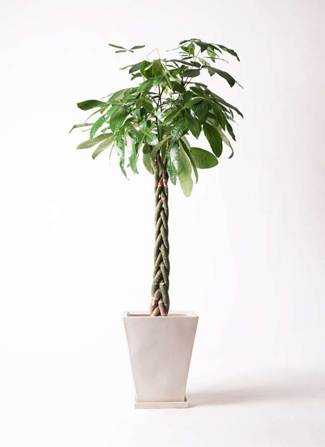 観葉植物 パキラ 10号 ねじり スクエアハット 白 付き 観葉植物ならhitohana ひとはな 観葉植物 パキラ 10号 ねじり スクエアハット 白 付き 観葉植物ならhitohana ひとはな