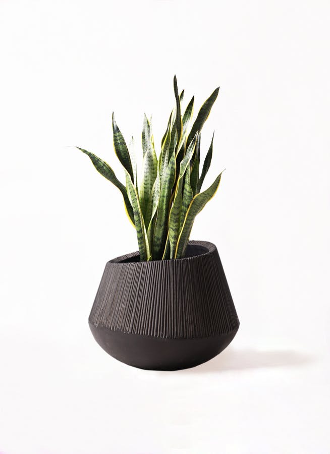 サンスベリア 大型 | 観葉植物通販HitoHana(ひとはな)