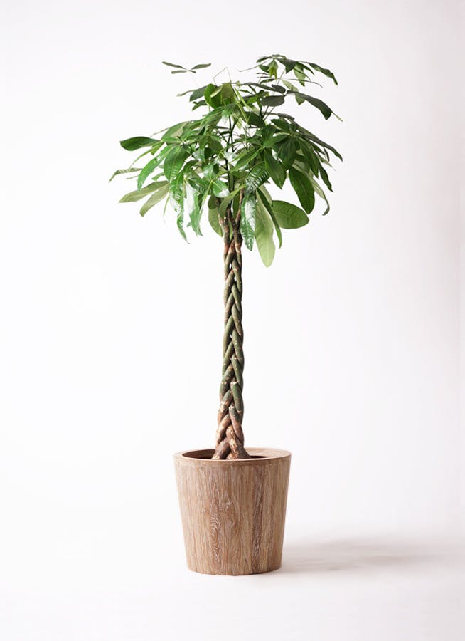 観葉植物 ドラセナ カンボジアーナ 10号 1本立ち ウッドプランター 