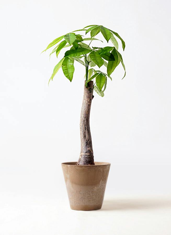 観葉植物 パキラ 8号 朴 アートストーン ラウンド ベージュ 付き