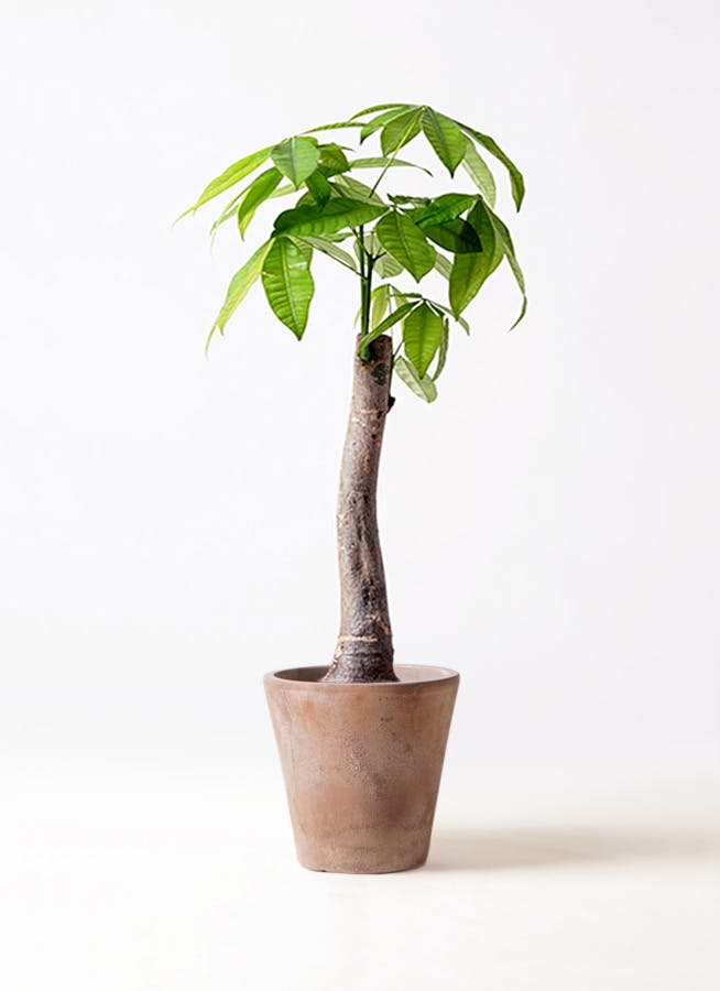 ただよです。パキラ パキラ 朴 | 観葉植物の通販ならHitoHana（ひとはな）
