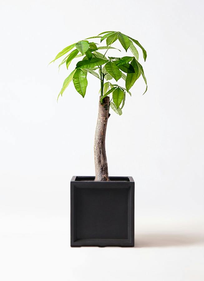 パキラ 8号 | 観葉植物の通販ならHitoHana（ひとはな）