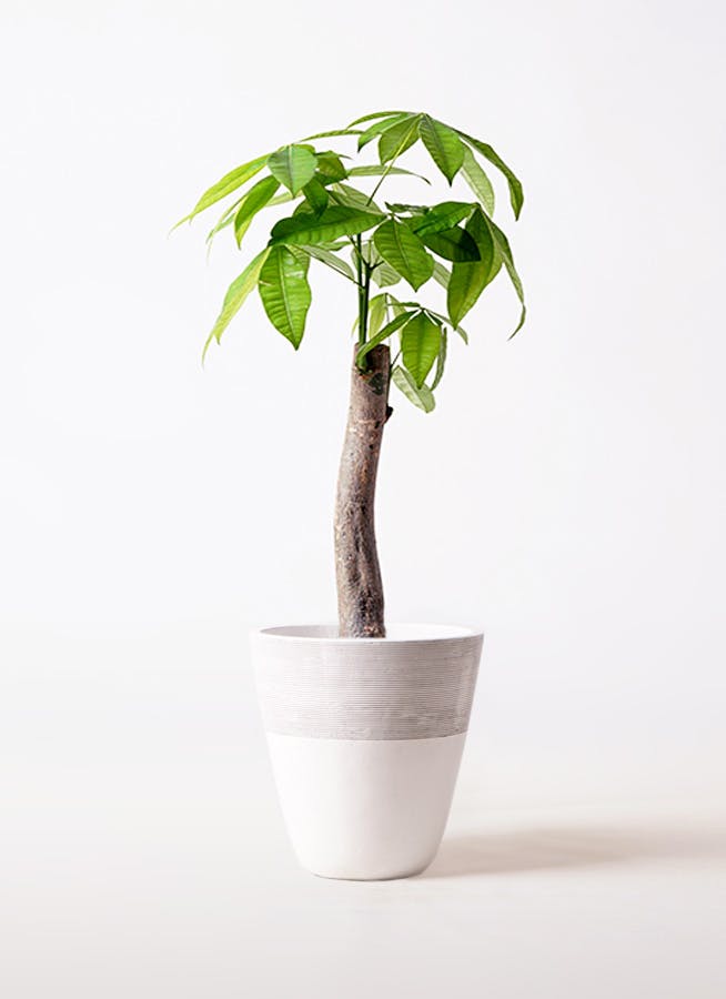 観葉植物 パキラ 8号 朴 ジュピター 白 付き | 観葉植物ならHitoHana