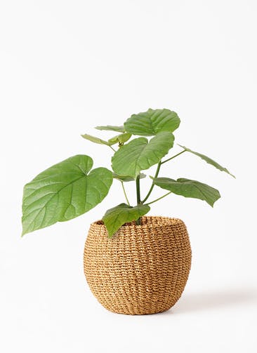 フィカス ウンベラータ 観葉植物通販hitohana ひとはな フィカス ウンベラータ 観葉植物通販hitohana ひとはな