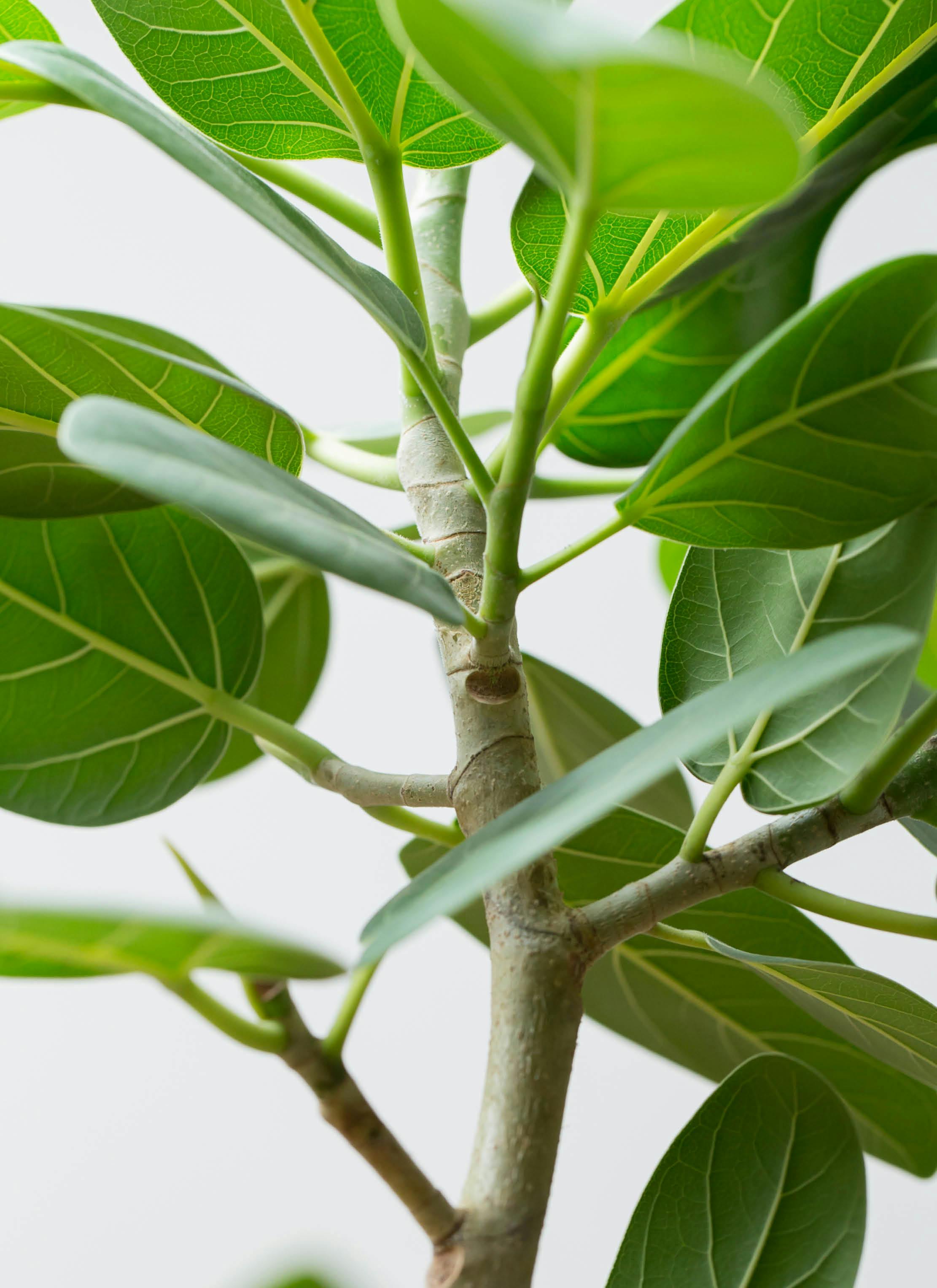 フィカス 観葉植物 観葉植物 フィカス ベンガレンシス 8号 曲り アートストーン