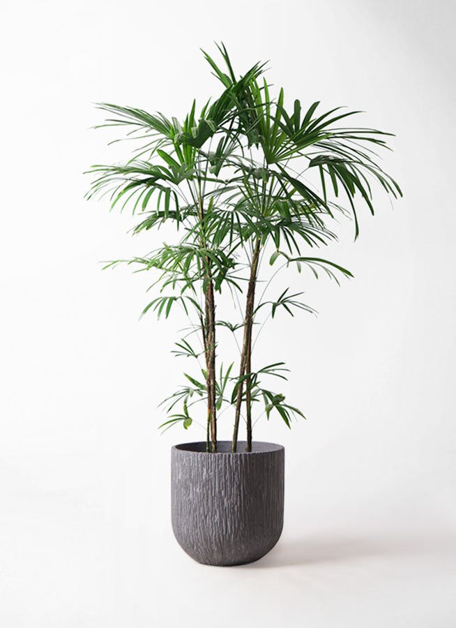 観葉植物 シュロチク（棕櫚竹） 10号 カルディナダークグレイ 付き