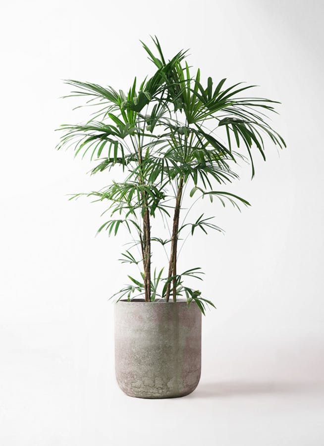 観葉植物 シュロチク（棕櫚竹） 10号 エルバ 白 付き
