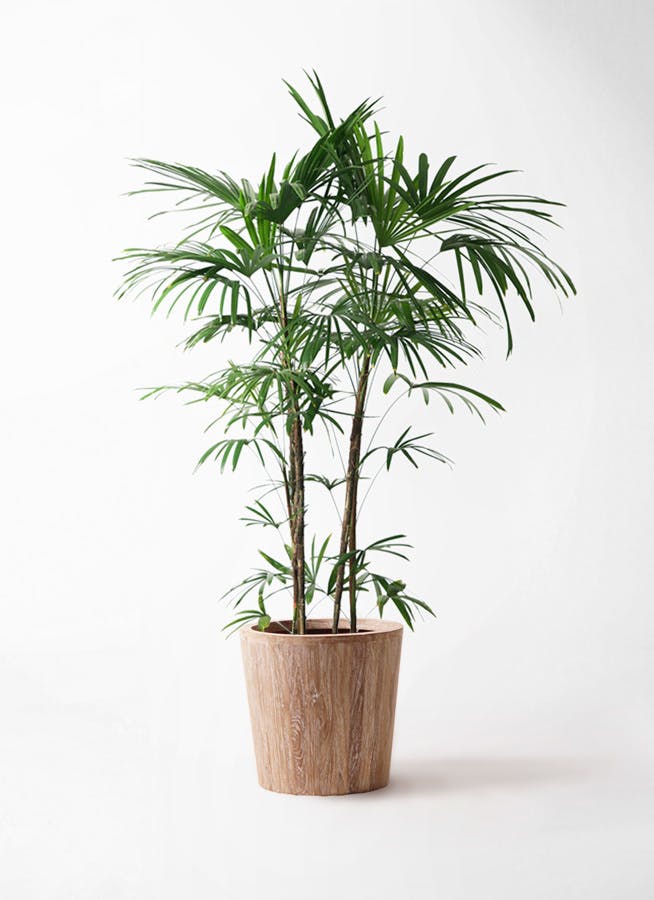 観葉植物 シュロチク（棕櫚竹） 10号 ウッドプランター 付き