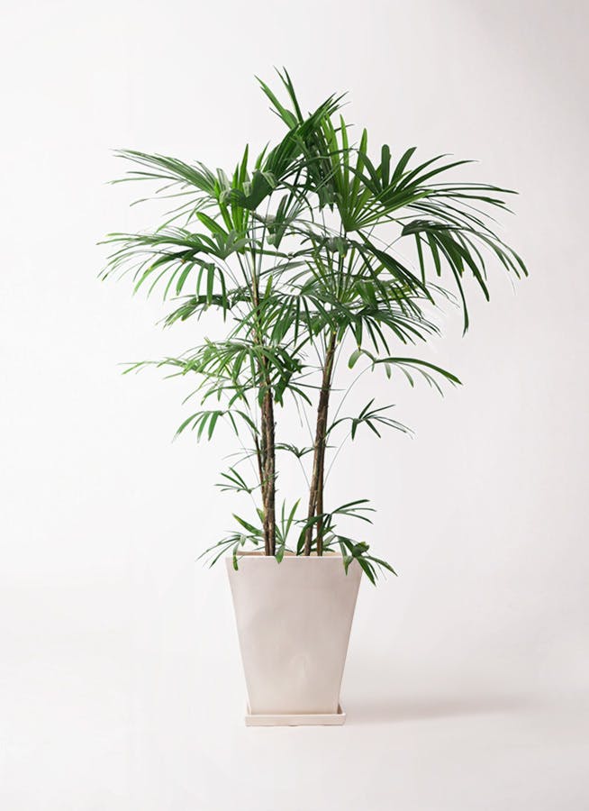 観葉植物 シュロチク（棕櫚竹） 10号 スクエアハット 白 付き