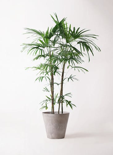 観葉植物 シュロチク（棕櫚竹） 10号 アートストーン ラウンド グレー 付き