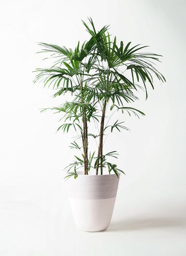 観葉植物 シュロチク（棕櫚竹） 10号 ジュピター 白 付き