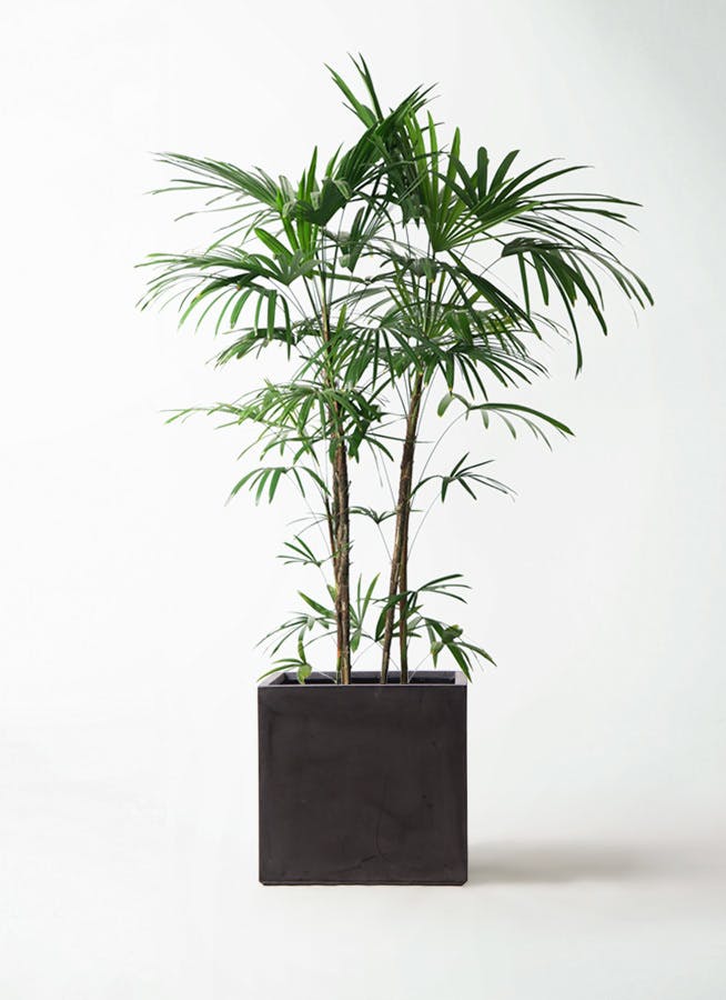 観葉植物 シュロチク（棕櫚竹） 10号 ファイバークレイ キューブ 付き