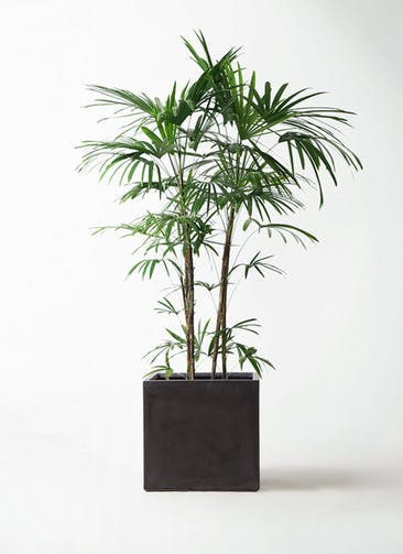 観葉植物 シュロチク（棕櫚竹） 10号 ファイバークレイ キューブ 付き