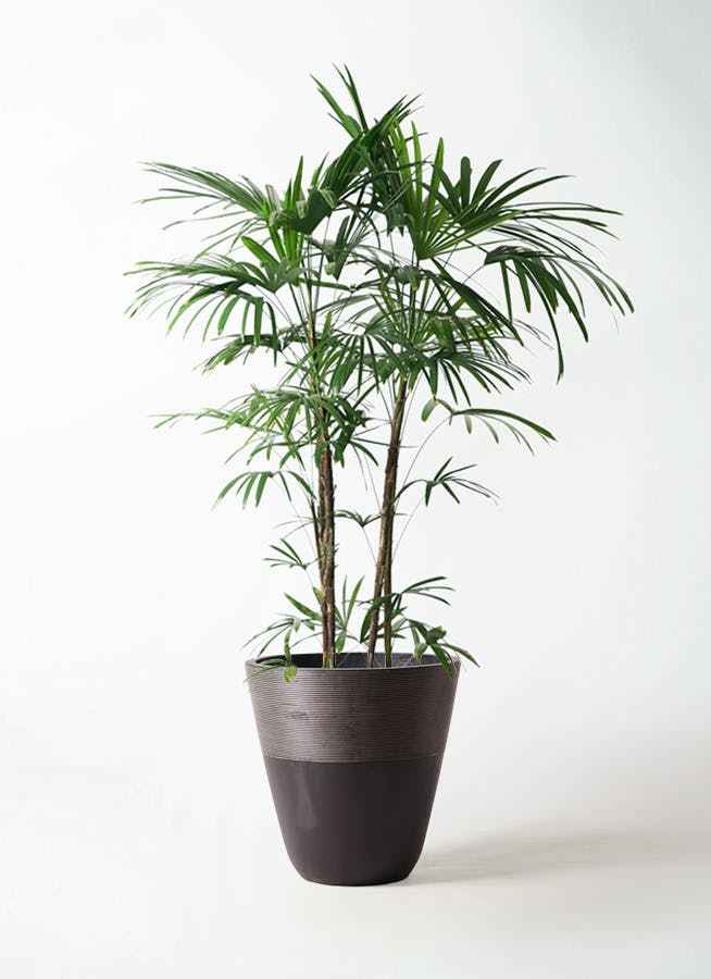 観葉植物 シュロチク（棕櫚竹） 10号 ジュピター 黒 付き