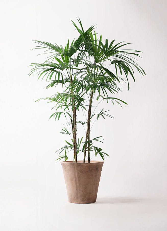 観葉植物 シュロチク（棕櫚竹） 10号 ルーガ アンティコ ソリッド 付き