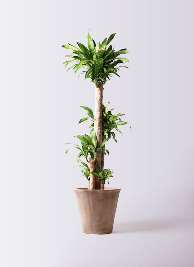 観葉植物 ドラセナ 幸福の木 10号 ノーマル ルーガ アンティコ ソリッド 付き