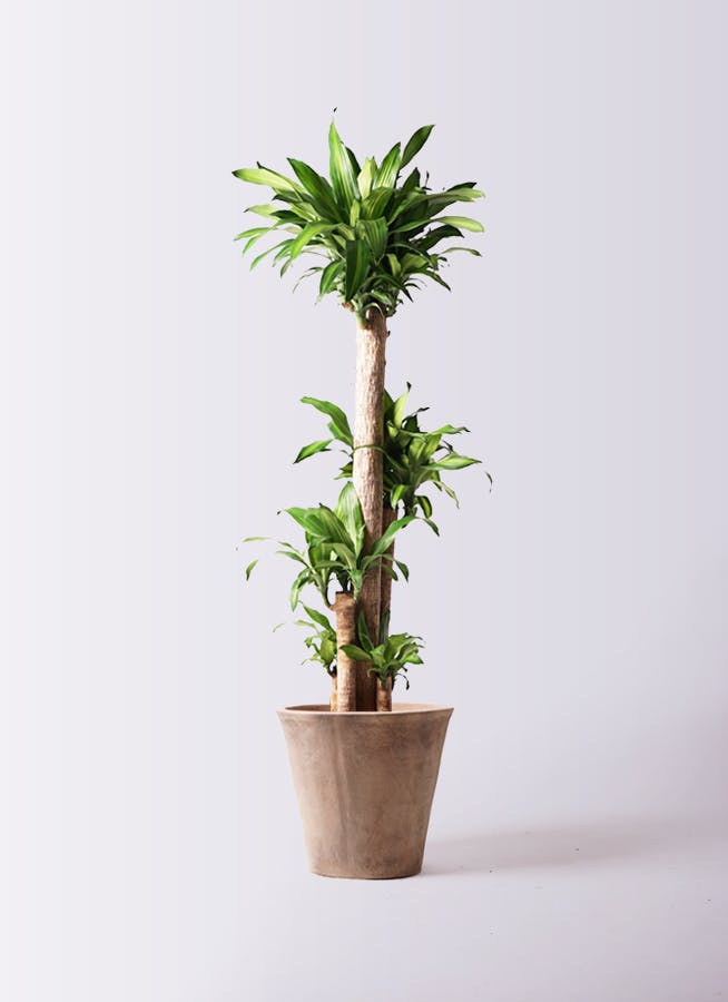 幸福の木 ドラセナ 幸福の木 10号 | 観葉植物通販 HitoHana（ひとはな）