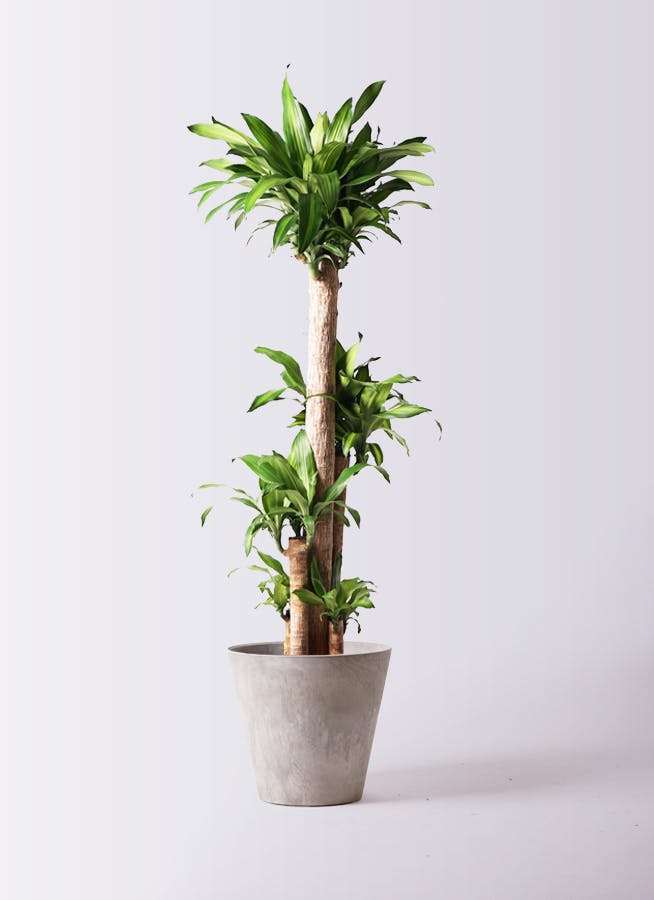 観葉植物 ドラセナ 幸福の木 10号 ノーマル アートストーン ラウンド グレー 付き
