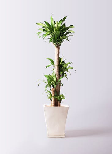 観葉植物 ドラセナ 幸福の木 10号 ノーマル スクエアハット 白 付き