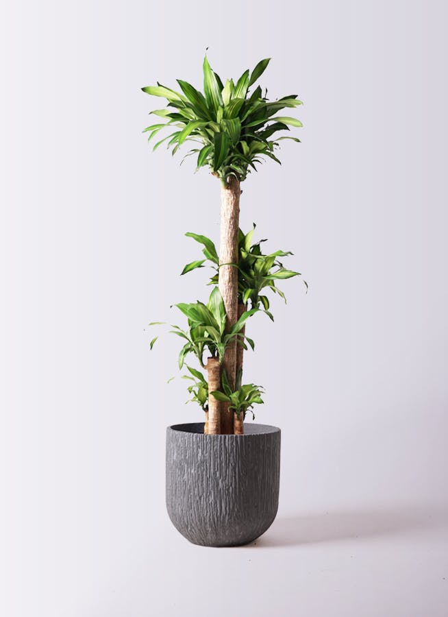 観葉植物 ドラセナ 幸福の木 10号 ノーマル カルディナダークグレイ 付き