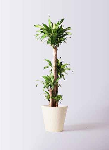 観葉植物 ドラセナ 幸福の木 10号 ノーマル フォリオソリッド クリーム 付き