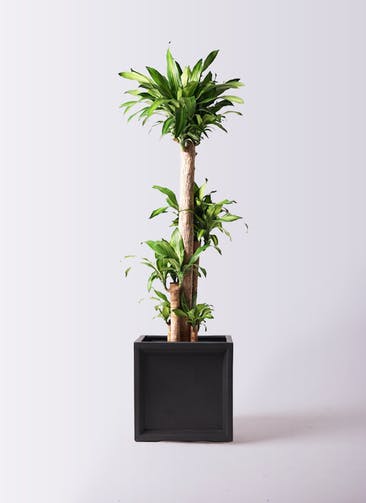 観葉植物 ドラセナ 幸福の木 10号 ノーマル ブリティッシュキューブ 付き