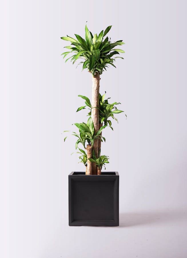 観葉植物 ドラセナ ソング オブ ジャマイカ 10号 ブリティッシュ