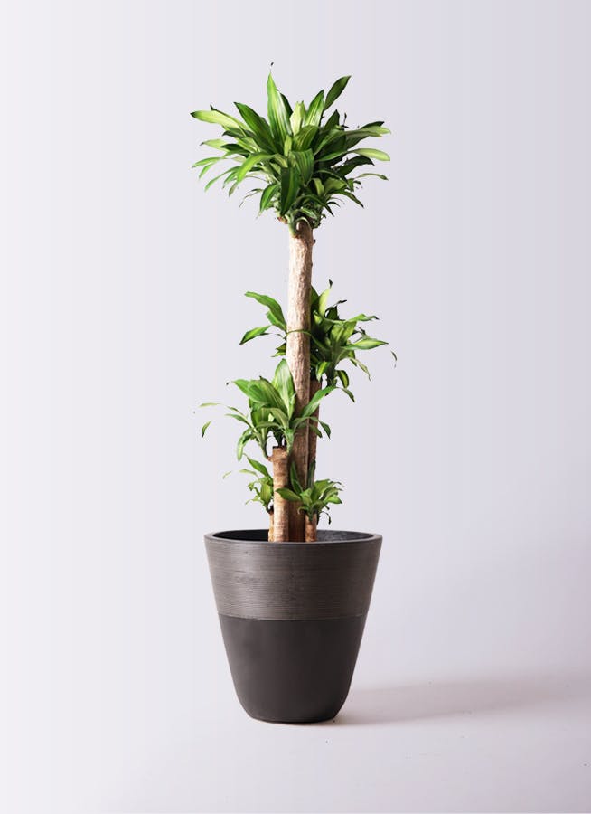 観葉植物 ドラセナ 幸福の木 10号 ノーマル ジュピター 黒 付き
